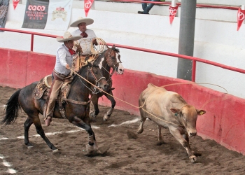 Francisco Bernal Navarrete, de Rancho La Necedad, rematando su lazo cabecero