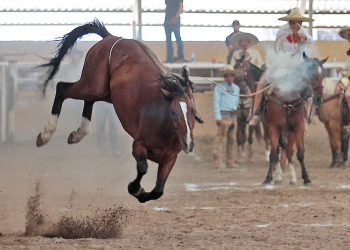 Rancho San José "B" aseguró un sitio en las finales de Excelencia Charra
