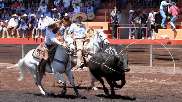 Antonio Silva, acompañado por Andrés Eduardo Aceves Hernández, remata su lazo cabecero durante la terna en el ruedo de Rancho Las Cuatas