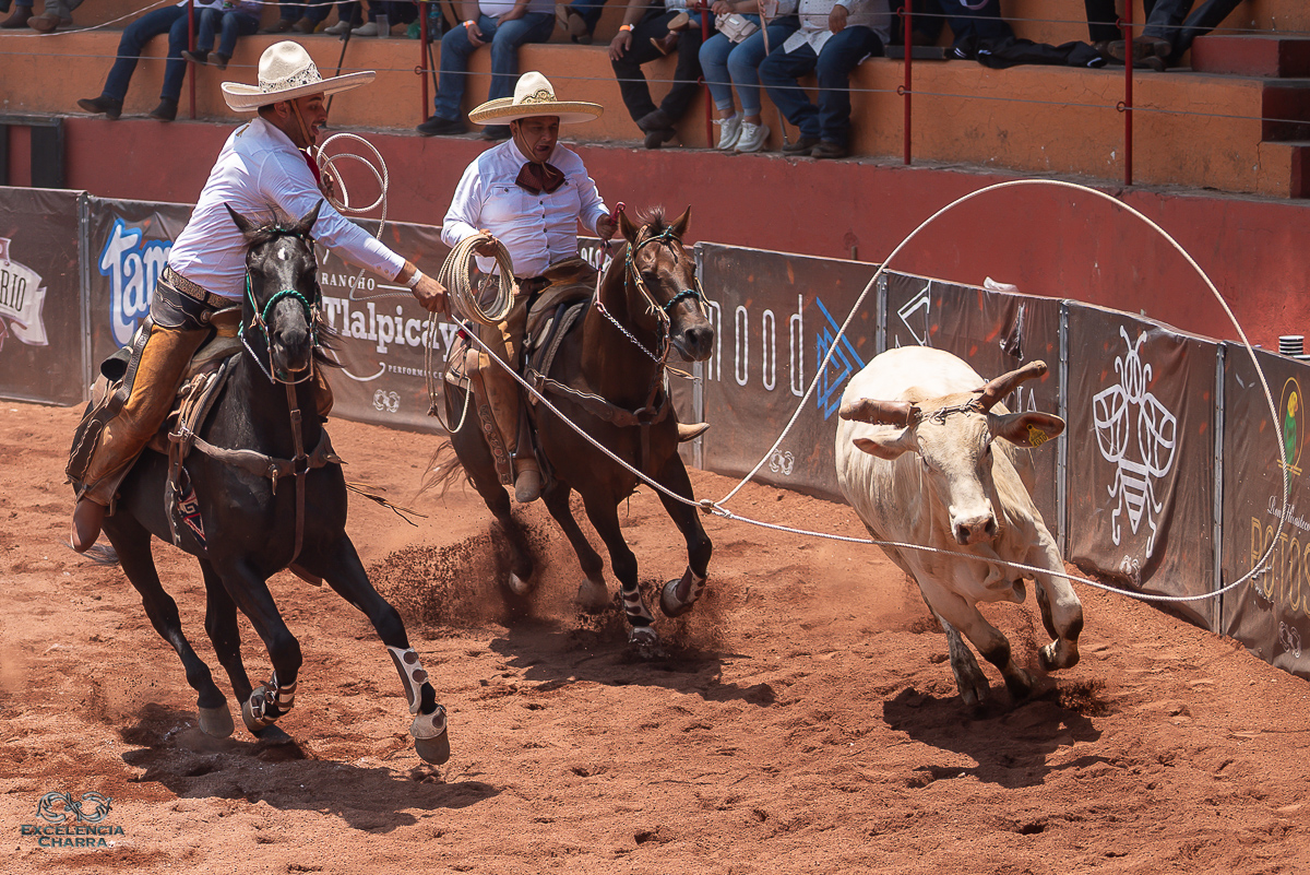 Juan Pablo Cámara acertando el lazo cabecero de El Rosarito de Yucatán, por el cual contabilizó 29 puntos buenos