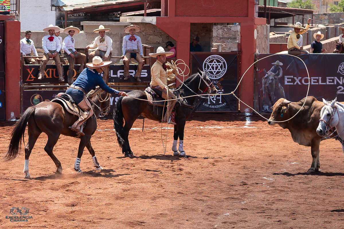 Luis Vázquez acertando un largo lazo cabecero de Granja La María